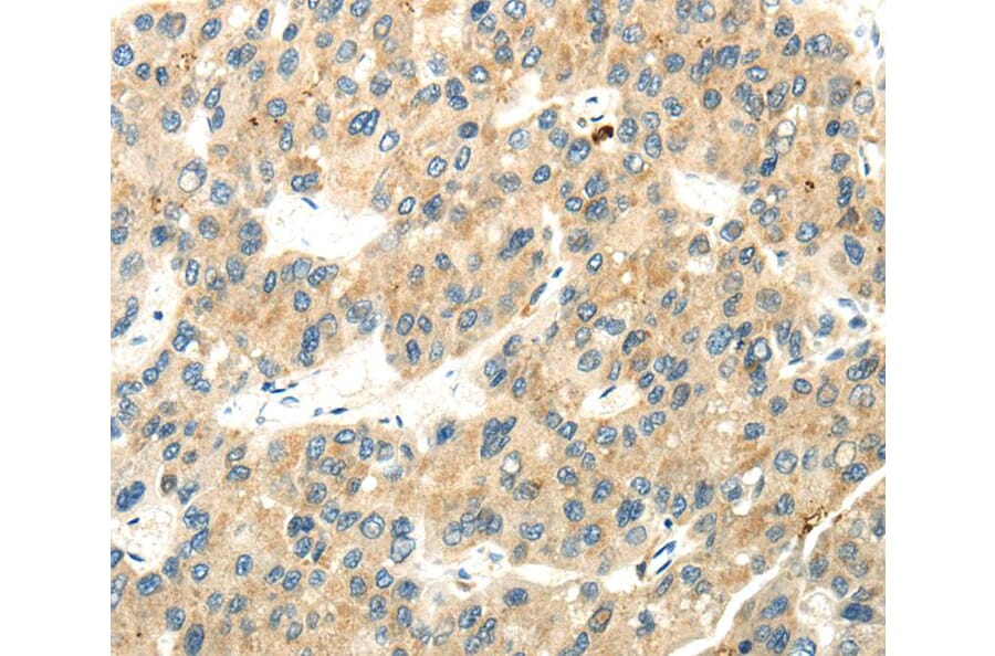 Immunohistochemistry - WDR36 Antibody from Signalway Antibody (40299) - Antibodies.com