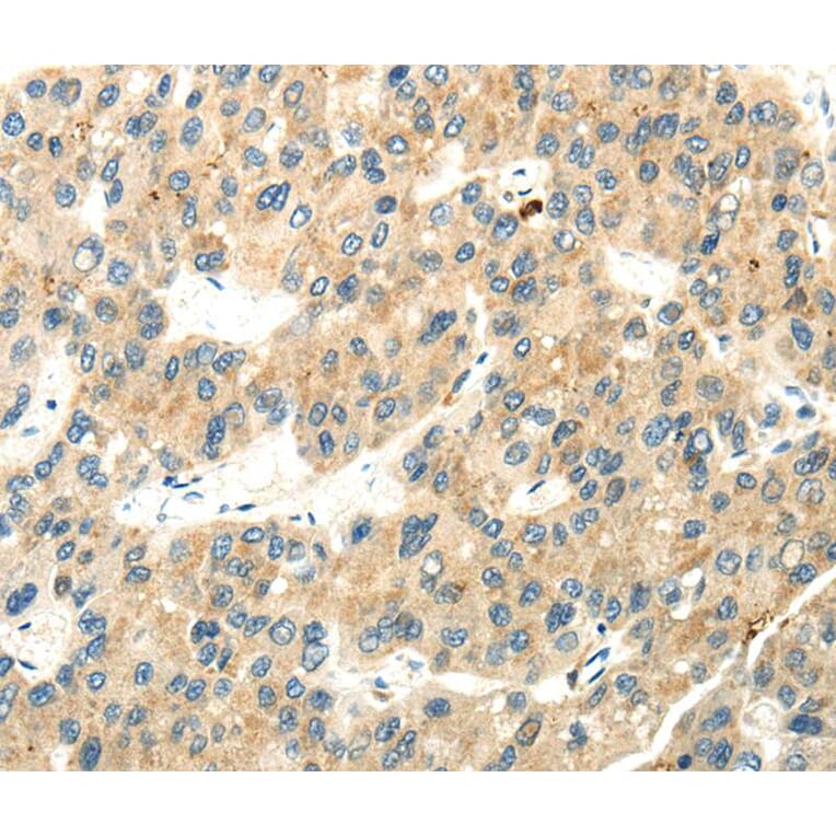 Immunohistochemistry - WDR36 Antibody from Signalway Antibody (40299) - Antibodies.com