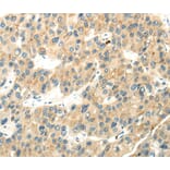 Immunohistochemistry - WDR36 Antibody from Signalway Antibody (40299) - Antibodies.com