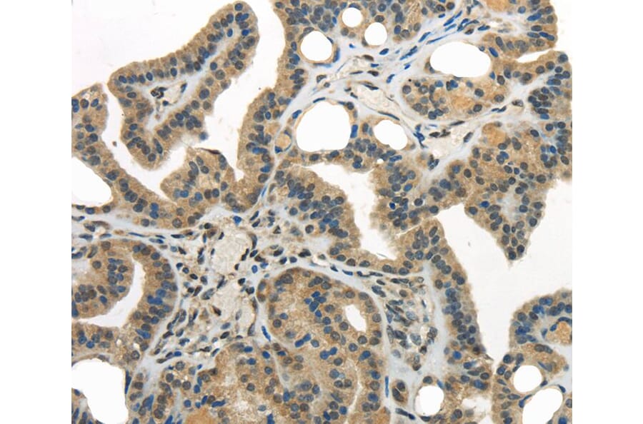 Immunohistochemistry - WDR36 Antibody from Signalway Antibody (40299) - Antibodies.com