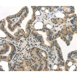 Immunohistochemistry - WDR36 Antibody from Signalway Antibody (40299) - Antibodies.com