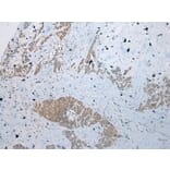 Immunohistochemistry - RBBP9 Antibody from Signalway Antibody (40319) - Antibodies.com