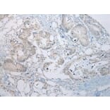 Immunohistochemistry - RBBP9 Antibody from Signalway Antibody (40319) - Antibodies.com