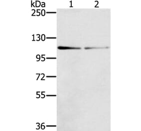 DSTYK Antibody from Signalway Antibody (40322) - Antibodies.com