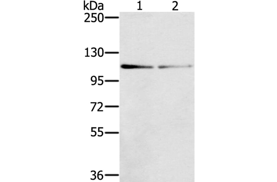 DSTYK Antibody from Signalway Antibody (40322) - Antibodies.com