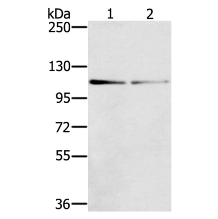 DSTYK Antibody from Signalway Antibody (40322) - Antibodies.com