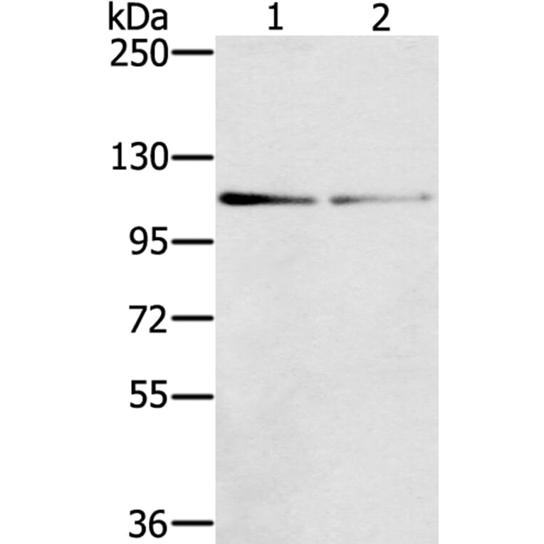 DSTYK Antibody from Signalway Antibody (40322) - Antibodies.com