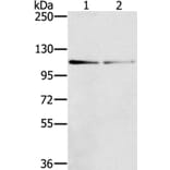 DSTYK Antibody from Signalway Antibody (40322) - Antibodies.com