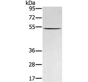 RNF14 Antibody from Signalway Antibody (40324) - Antibodies.com