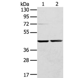 RRAGA Antibody from Signalway Antibody (40326) - Antibodies.com