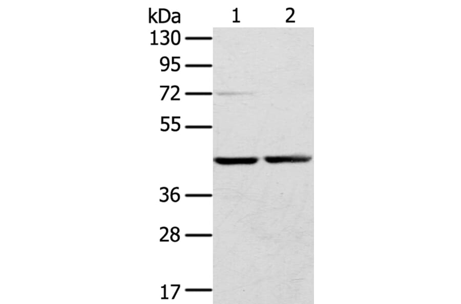 RRAGA Antibody from Signalway Antibody (40326) - Antibodies.com