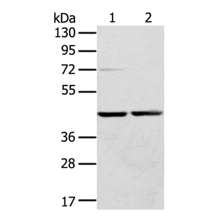 RRAGA Antibody from Signalway Antibody (40326) - Antibodies.com