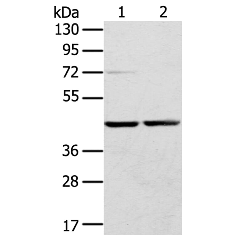 RRAGA Antibody from Signalway Antibody (40326) - Antibodies.com