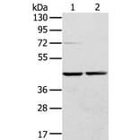 RRAGA Antibody from Signalway Antibody (40326) - Antibodies.com