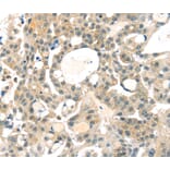 Immunohistochemistry - RRAGA Antibody from Signalway Antibody (40326) - Antibodies.com