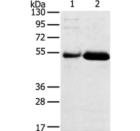 SAMD3 Antibody from Signalway Antibody (40330) - Antibodies.com