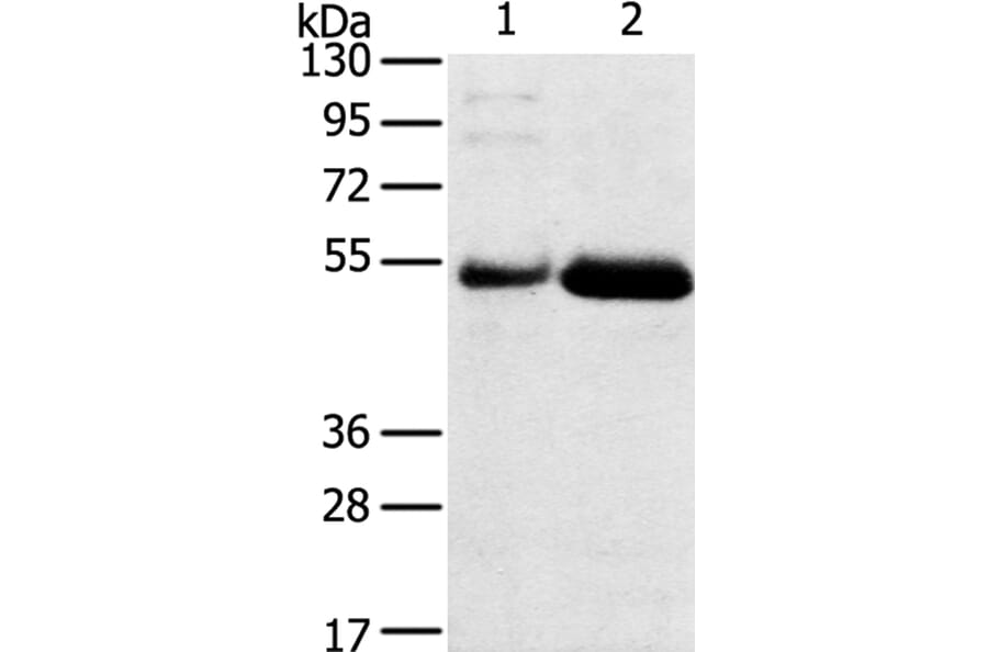 SAMD3 Antibody from Signalway Antibody (40330) - Antibodies.com