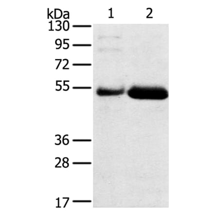 SAMD3 Antibody from Signalway Antibody (40330) - Antibodies.com