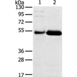 SAMD3 Antibody from Signalway Antibody (40330) - Antibodies.com