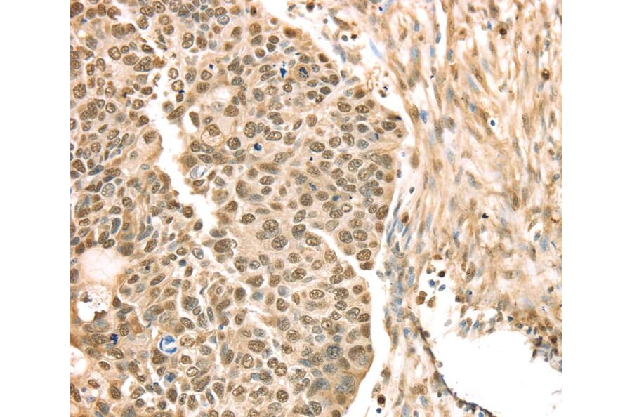 Immunohistochemistry - SAMD3 Antibody from Signalway Antibody (40330) - Antibodies.com