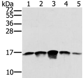 SSBP1 Antibody from Signalway Antibody (40338) - Antibodies.com