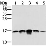 SSBP1 Antibody from Signalway Antibody (40338) - Antibodies.com