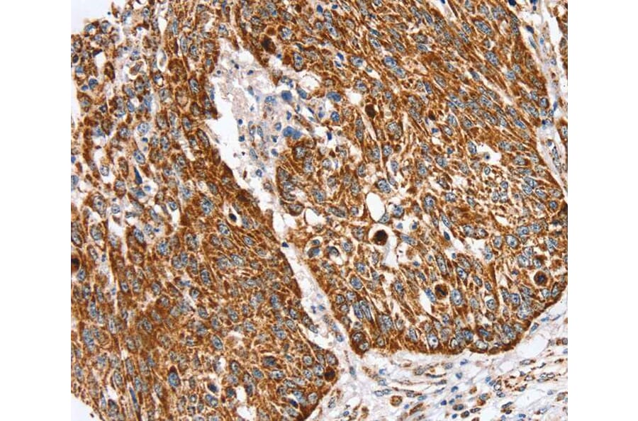 Immunohistochemistry - SSBP1 Antibody from Signalway Antibody (40338) - Antibodies.com