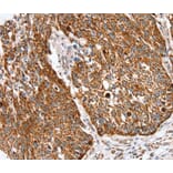 Immunohistochemistry - SSBP1 Antibody from Signalway Antibody (40338) - Antibodies.com