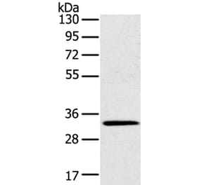 STK16 Antibody from Signalway Antibody (40341) - Antibodies.com