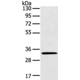 STK16 Antibody from Signalway Antibody (40341) - Antibodies.com