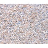 Immunohistochemistry - STK16 Antibody from Signalway Antibody (40341) - Antibodies.com