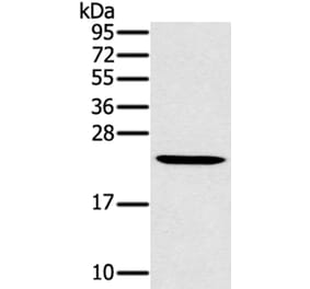 MED22 Antibody from Signalway Antibody (40342) - Antibodies.com