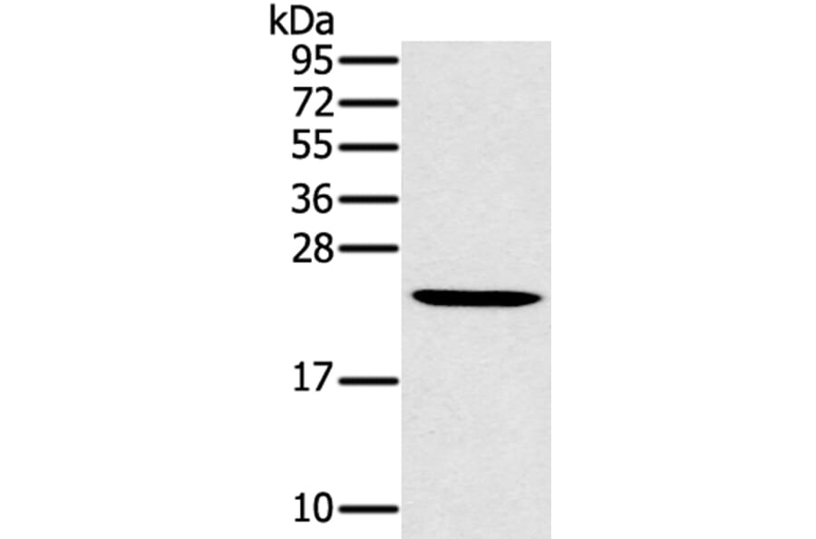 MED22 Antibody from Signalway Antibody (40342) - Antibodies.com
