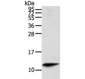 PBOV1 Antibody from Signalway Antibody (40366) - Antibodies.com