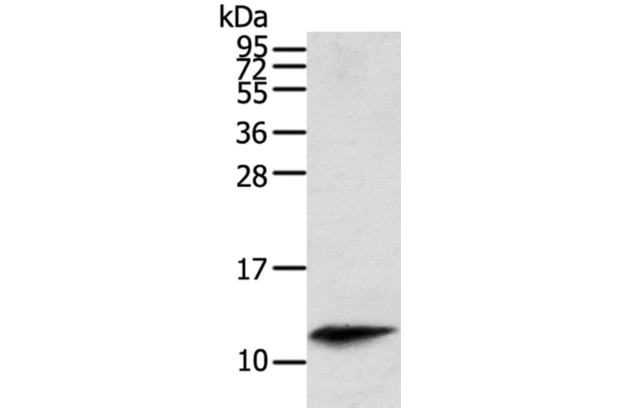 PBOV1 Antibody from Signalway Antibody (40366) - Antibodies.com