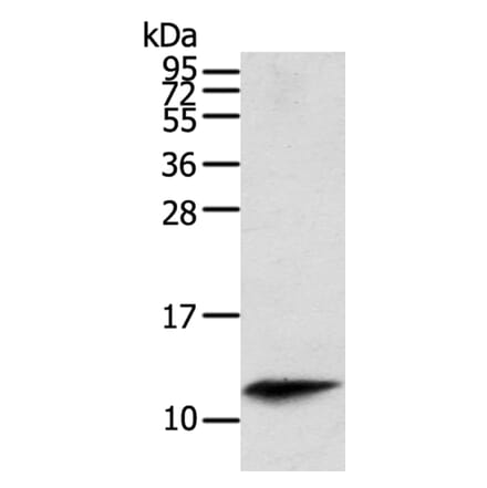 PBOV1 Antibody from Signalway Antibody (40366) - Antibodies.com