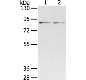 SPON1 Antibody from Signalway Antibody (40372) - Antibodies.com