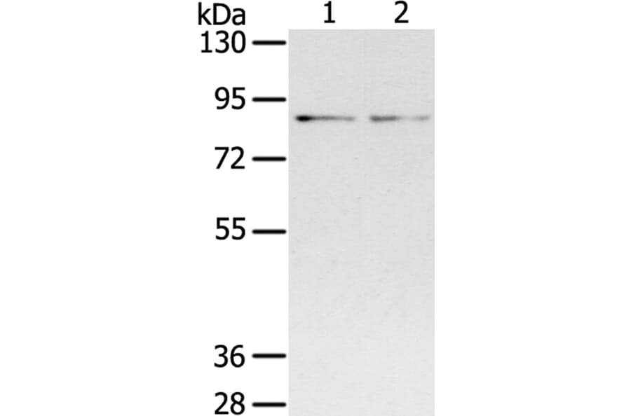 SPON1 Antibody from Signalway Antibody (40372) - Antibodies.com
