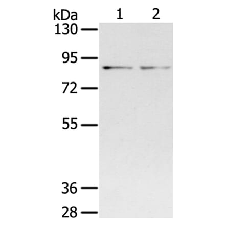 SPON1 Antibody from Signalway Antibody (40372) - Antibodies.com