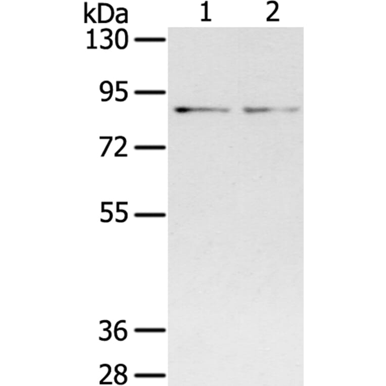 SPON1 Antibody from Signalway Antibody (40372) - Antibodies.com