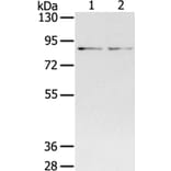 SPON1 Antibody from Signalway Antibody (40372) - Antibodies.com