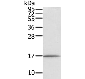 EVA1A Antibody from Signalway Antibody (40386) - Antibodies.com