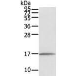 EVA1A Antibody from Signalway Antibody (40386) - Antibodies.com