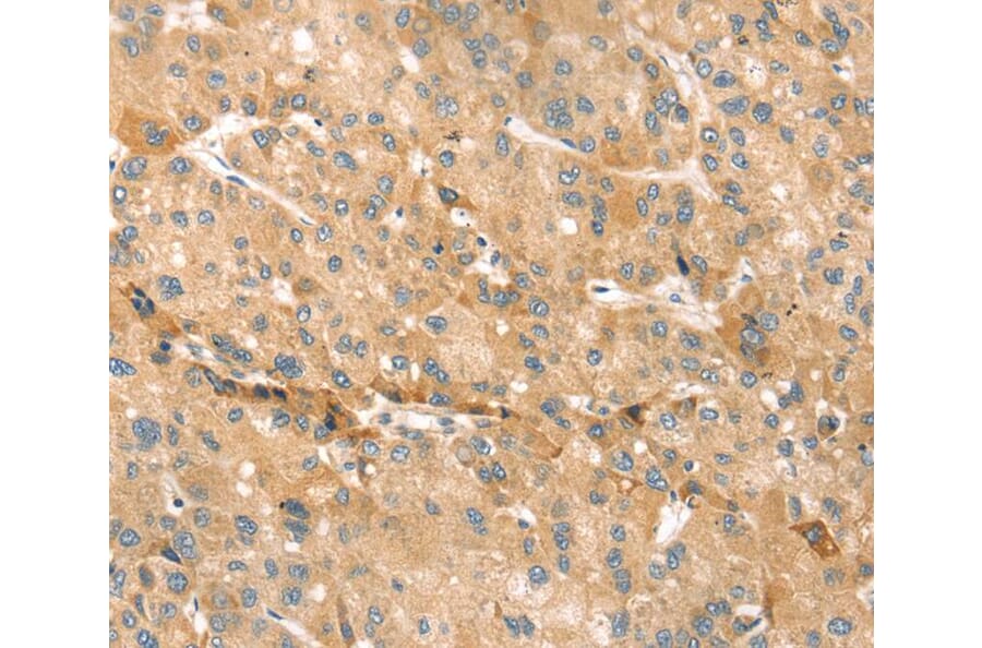 Immunohistochemistry - EVA1A Antibody from Signalway Antibody (40386) - Antibodies.com