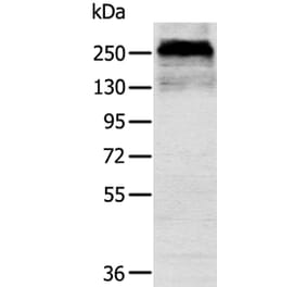 CSPG4 Antibody from Signalway Antibody (40391) - Antibodies.com