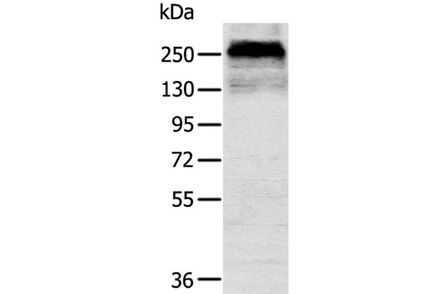 CSPG4 Antibody from Signalway Antibody (40391) - Antibodies.com