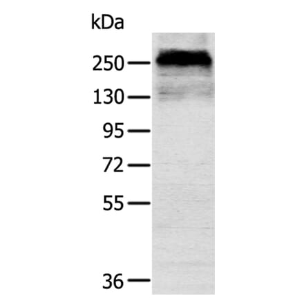 CSPG4 Antibody from Signalway Antibody (40391) - Antibodies.com