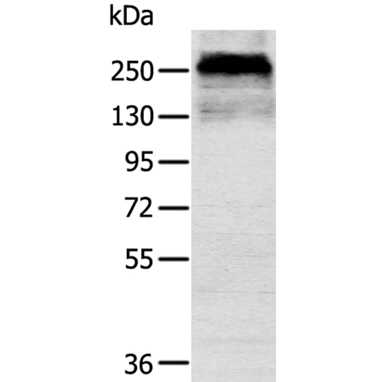 CSPG4 Antibody from Signalway Antibody (40391) - Antibodies.com
