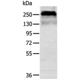 CSPG4 Antibody from Signalway Antibody (40391) - Antibodies.com