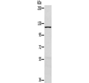 MAPK7 Antibody from Signalway Antibody (42703) - Antibodies.com